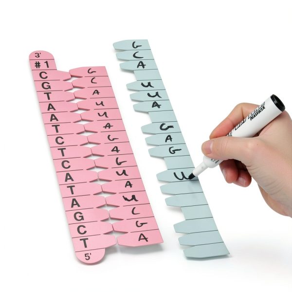 Carolina Protein Synthesis Kit - Magnetic DNA/RNA Models-1
