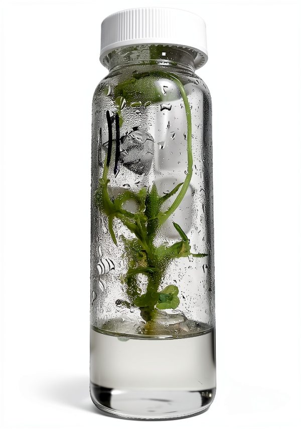 Cannabis Cloning Tissue Culture Media Ready to Use Vitro Garden Supply-8