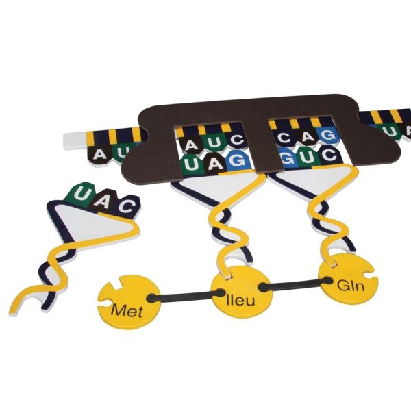 Carolina Protein Synthesis Kit - Magnetic DNA/RNA Models-2