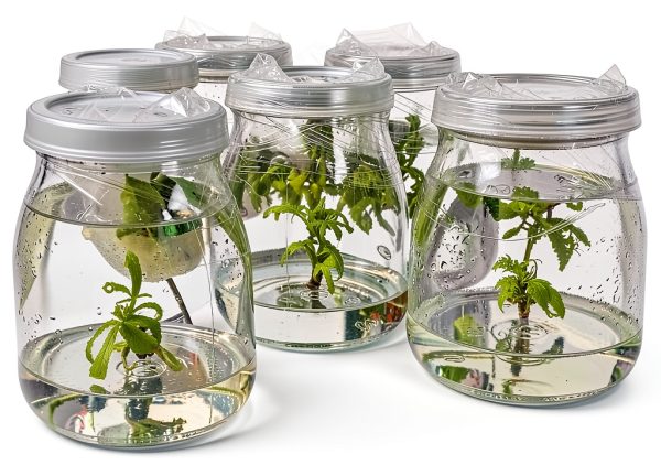 Cannabis Cloning Tissue Culture Media Ready to Use Vitro Garden Supply-7