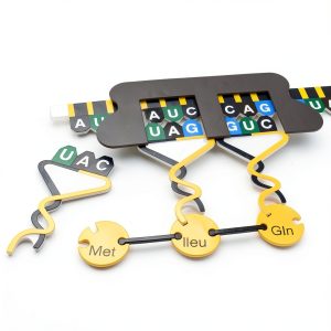 Carolina Protein Synthesis Kit - Magnetic DNA/RNA Models-0