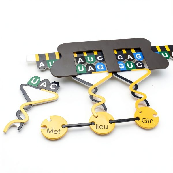 Carolina Protein Synthesis Kit - Magnetic DNA/RNA Models-0