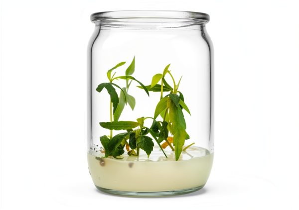 Cannabis Cloning Tissue Culture Media Ready to Use Vitro Garden Supply-3