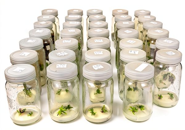 Cannabis Cloning Tissue Culture Media Ready to Use Vitro Garden Supply-2