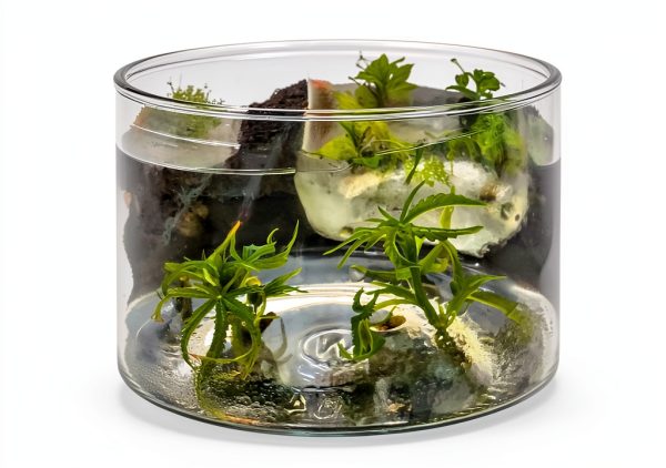 Cannabis Cloning Tissue Culture Media Ready to Use Vitro Garden Supply-5