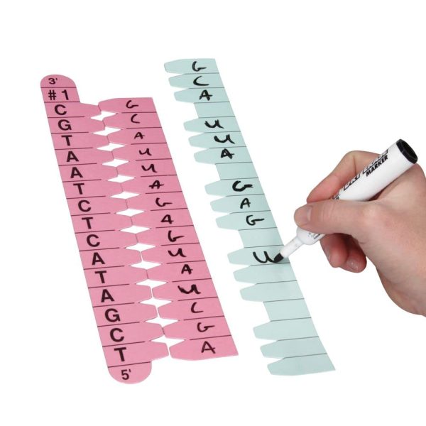 Carolina Protein Synthesis Kit - Magnetic DNA/RNA Models-3