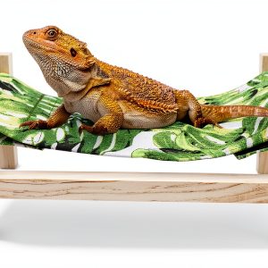 Bearded Dragon Bed Wooden Hammock by MinrzPet, Large Green for Reptile-0